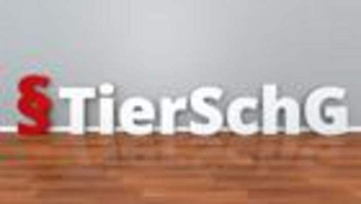 Tierschutz: Kamerapflicht und die Folgen für kleine Fleischereien