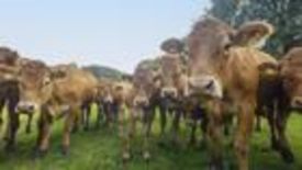 Entwaldungsfrei-Verordnung: Metzger können bei EUDR durchschnaufen