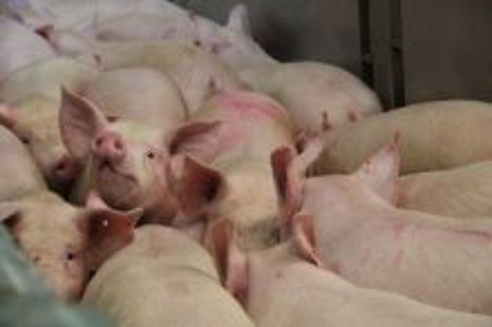 Schweine: Niedrigster Bestand seit 2011